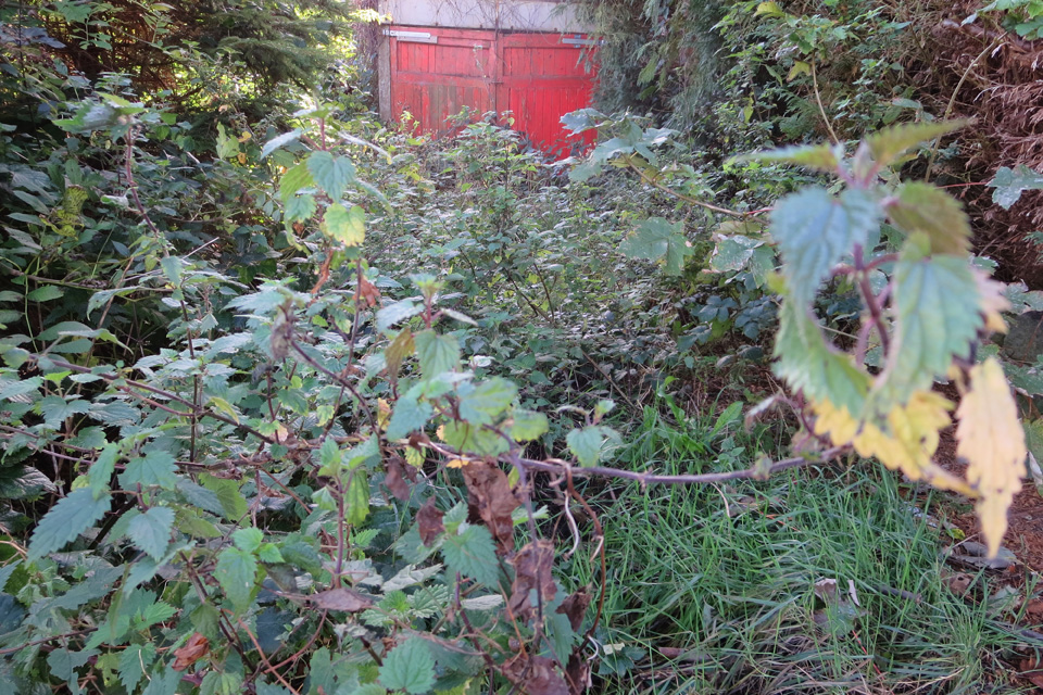 A garage at the end of an overgrown driveway.