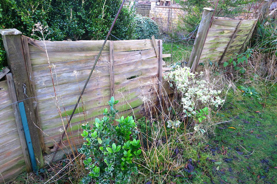 Damaged fence in a back garden, with a panel missing and the gap overgrown by plants.