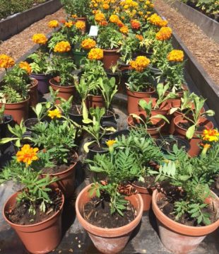 Potted plants ready for the garden.