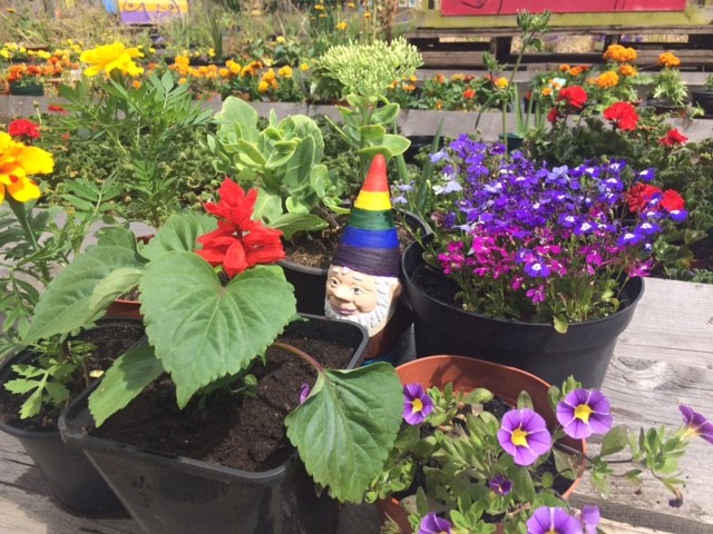 A gnome with a rainbow hat among the flowers.