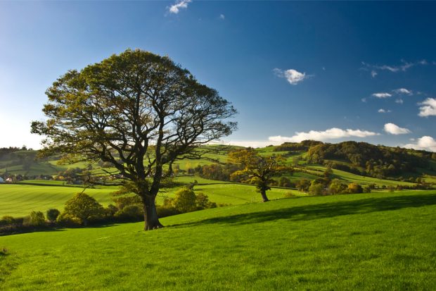 Trees in rolling countryside.