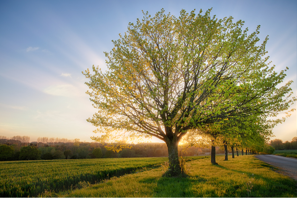 Sun rising over rural Norfolk landscape with road running alongside a row of trees.